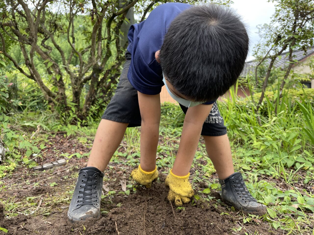 芋ほり体験の様子
